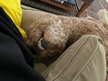 Poppy putting up with a belly rub. 