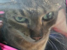 Guess Ariel’s feelings about going to the vet today.