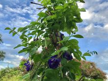 One of the flowering creepers 