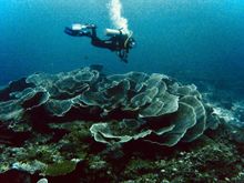 Giant lettuce coral
