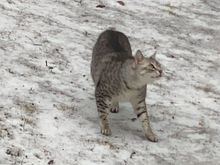 Anpu is okay with ice because it doesn’t stick to his paws like snow does.