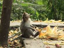Young Monkey