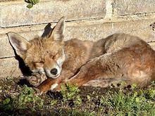 This one we called Little fox, small, enjoying the sunshine!