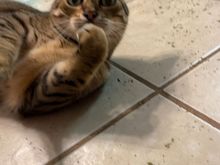 A screen capture from me FaceTiming home during catnip time.