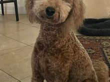 Poppy back from her spa day sporting her crushed velvet look - assuming that really is Poppy  ;)