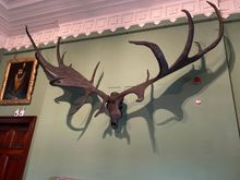 I’m guessing this is a moose?


