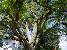Biggest tree in PEI