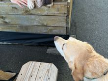 I don’t think Buddy had ever made the acquaintance of a bulldog 
