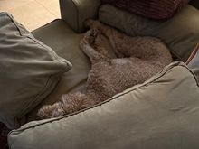 Poppy has rearranged the pillows and cushions and is finally comfortable. 