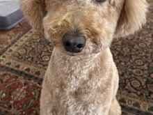 Dad’s on Kaua’i and I’ve been left behind!  However, I guess they’re doing something right since I went to the vet Monday and after he got the test results he said, “It’s rare the we see bloodwork this good!” 