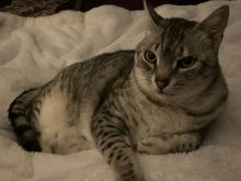 Anpu has deigned to forgive me for being gone for almost three weeks.