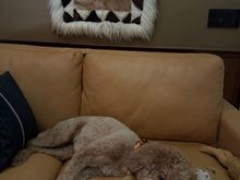 Poppy and Foxy enjoying the Peloton with me