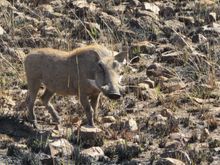 A warthog who, our host informed us, is pretty dangerous with its sharp horns/tusks