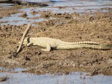 Lazy crocodile