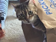 Ariel was searching for clues as to who let the cat out of the bag.