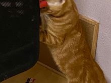 This is Yolk. He’s very good cat. 