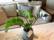 Plants we kept, as part of the Kimpton Plant Pals program