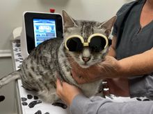And of course he got to wear some cool glasses, like the cool cat he is.