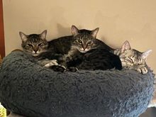 You’d think we didn’t have enough beds for each of them.