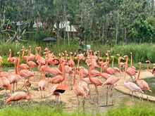 Flamingos