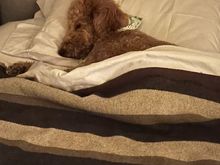 What I came to bed to last night! :rolleyes: