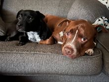 Kazak’s at in-home boarding. I think he’s a little disturbed that the other dog there decided to jump on the couch with him today.  
