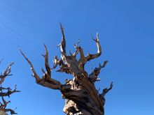 The things this tree has seen. 