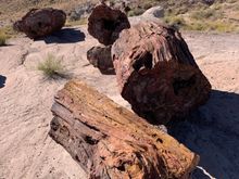 Big trees turned to stone. 