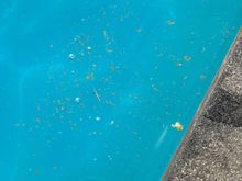 Disgusting pool