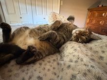 As you can see Fred is suffering while I’m away.