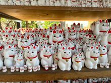 If you like cats, this is a great temple.