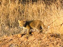 Leopard cub from game drive at Silvan