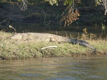 Nile crocodiles- apparently "even more" aggressive than salties (is that even possible?!)