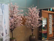 Only cherry blossoms I would see on this trip