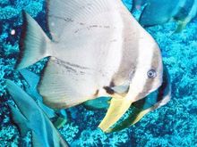 Bat Fish