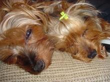 yorkies