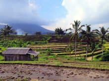 Jatiluwih (5)