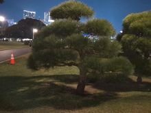 Yamashita park