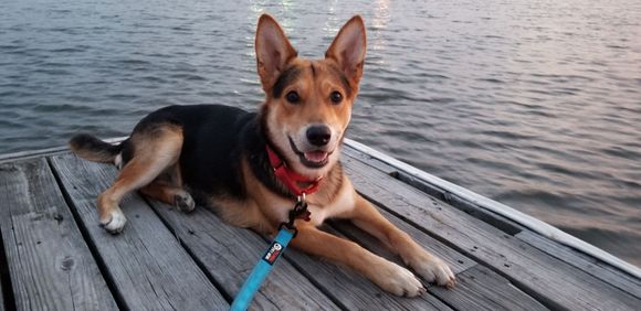 Pumpkin is very excited to meet everyone!