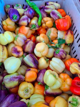 Beautiful peppers at the farmers market. 