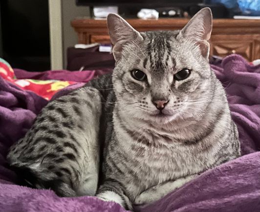 Anpu is making sure I enjoy my new mattress