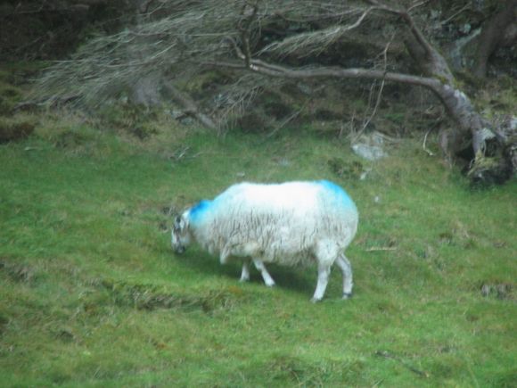 Outer Hebrides sheep