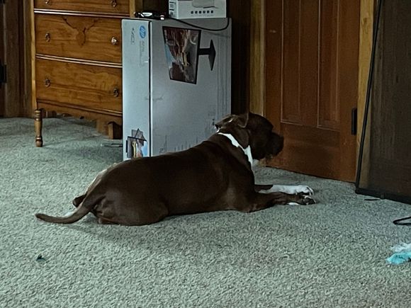 He’s upset that I dared to have a cup of coffee before taking him for his morning walk, so he’s staring at the closet door.   He sat there for 10 minutes.   
