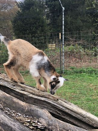 Zoomie because he zooms around
Will ask her to send video 