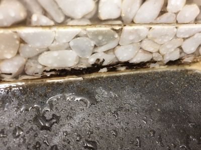 disgusting mold on the shower wall lining