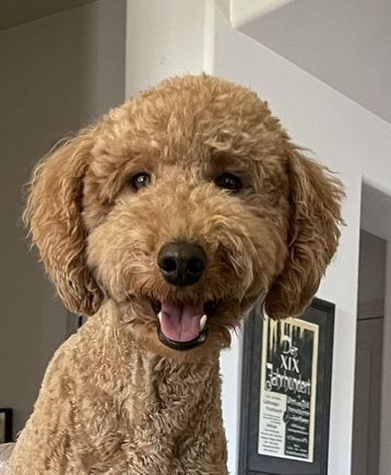 Poppy reacting with amusement that she might be spoiled