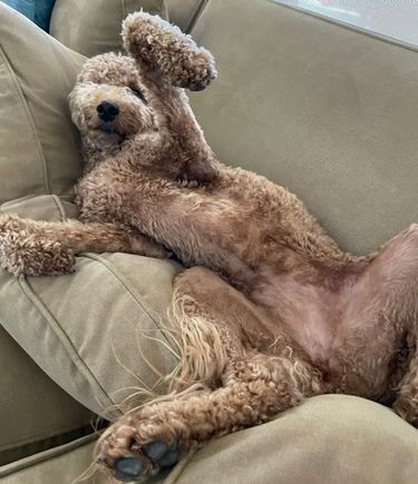 Poppy making herself available for belly scratches!