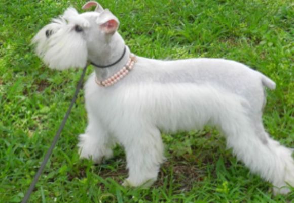 Getting this cutie in a few days