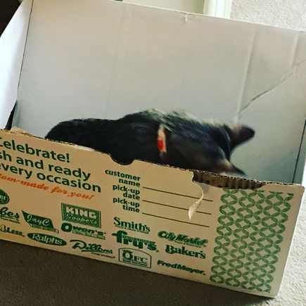 Our thanksgiving meal from the grocery store was a little furry.