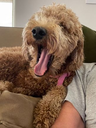 Poppy decided to yawn during “our” selfie. 